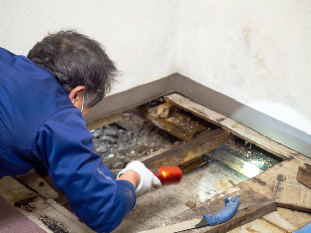 Best Toxic Mold Removal  in Miamitown, OH