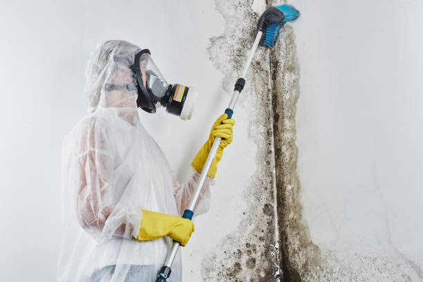 Best Black Mold Removal  in Miamitown, OH