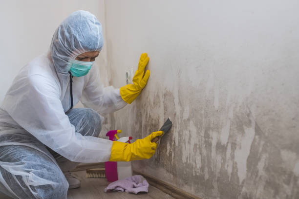 Best Mold Removal Process  in Miamitown, OH