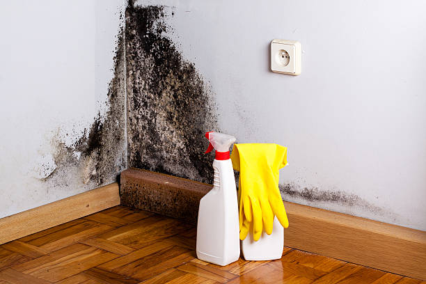 Best Residential Mold Removal  in Miamitown, OH