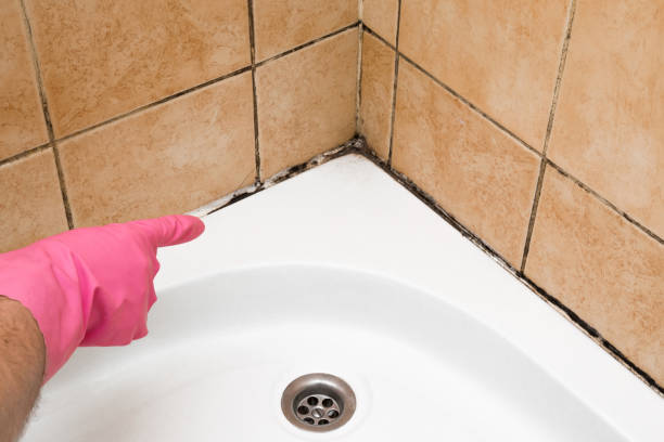 Professional Mold Removal in Miamitown, OH